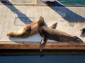 sea Ã¢â¬â¹Ã¢â¬â¹lions lie on a boat pier Los Angeles Marina Del Ray Royalty Free Stock Photo